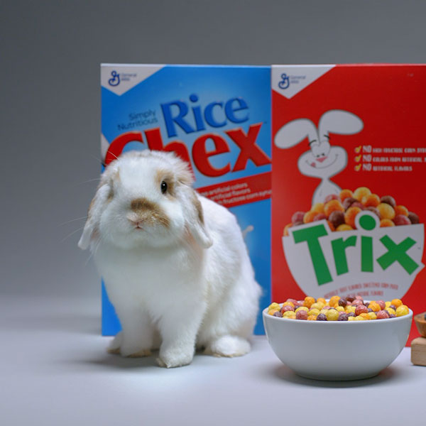 A rabbit posing in front of a range of cereals.